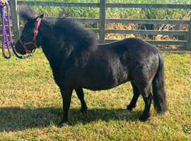 Black Registered Miniature Horse