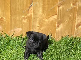 PUG BABYGIRL - READY NOW!