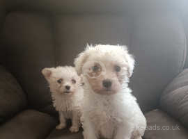 2 beautiful little pups.