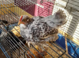 Bantam cockerels