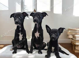 3 beautiful black and white females, 7/8 whippet puppies