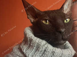 donskoy sphynx cat for sale
