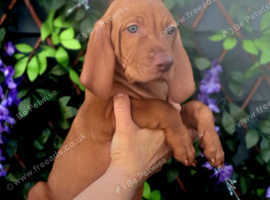 Kc wirehaired vizsla puppies