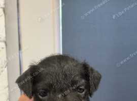 Black fell/ Lakeland pups for ssle