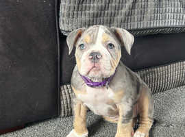 Old English bulldogs !!REDUCED!!