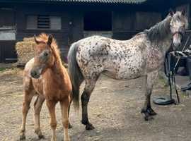 Beautiful appaloosa brood mare and filly foal.