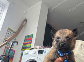 10 x German Shepherd x Belgian Malinois for Sale in Coventry