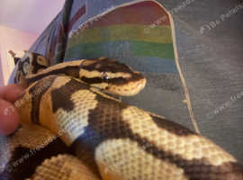 Due to health (snake, Leo, fish and T)