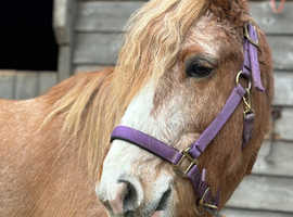 Pc pony or lead rein stunning heavy cob