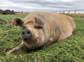 Sanctuary for animals and people