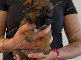 KC registered border terrier pups