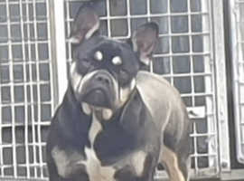 QUALITY FRENCH BULL GIRL AVAILABLE