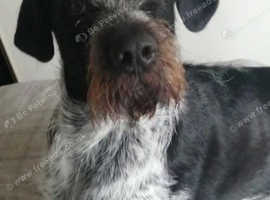 German white haired pointer