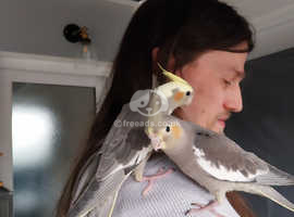 2 Lovely 9 Week Old Semi Tamed Cockatiels Ready For Loving Homes. £75 ...