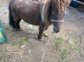 Lovely shetland Gelding