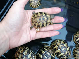 Homebred Baby Hermann Tortoise available, hatched August this year looking for forever homes.