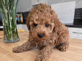 Last boy Red toy poodle puppie
