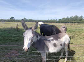 Dexter 1 year old Jack minature donkey