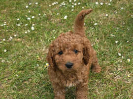 Beutiful cavapoo puppies