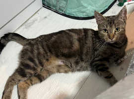 Tabby girl left