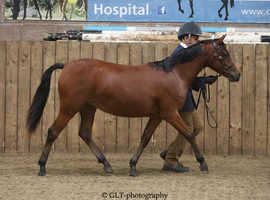2yrs filly