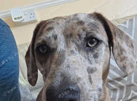 Too loving home Staffy cross dachund