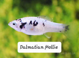 5x Dalmation sailfin mollies 2months old