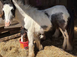 Tilly the filly