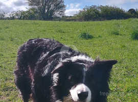 Boarder long haired Collie up for stud£700tud