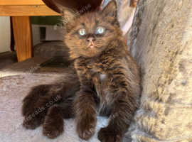 Chocolate brown kitten