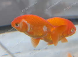 Fancy goldfish