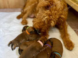 Stunning litter of Irish Terrier puppies for sale KC registered