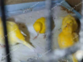 Canaries