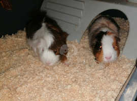 2 guinea pigs with cage