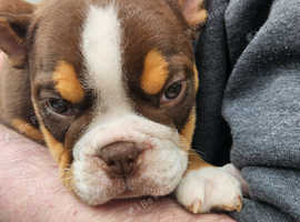 Bespoke one to one pet transport