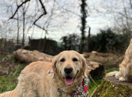 Beautiful Golden Retriever for regomibg