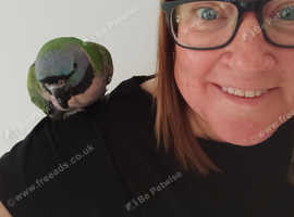 Derbyan parrot 2/3 yrs old