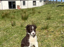 Collie pups brown/white