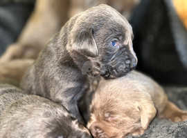 Pedigree line silver and charcoal labrador puppies