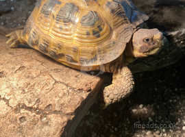 7year old male tortoise for sale