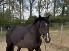 Beautiful broodmare / companion