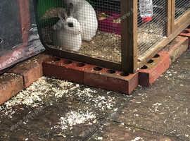 Rabbit