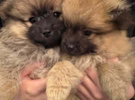 Lovely Pomeranian boy