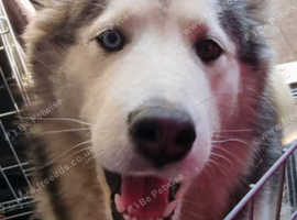 Bi eyed sable bitch alaskan  malamute