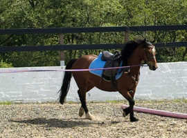12.2 Welsh project mare
