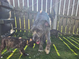 Kc registered Irish Wolfhound Puppies