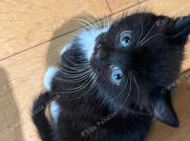 Beautiful kittens ready to be homed