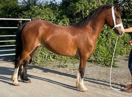 Project or broodmare