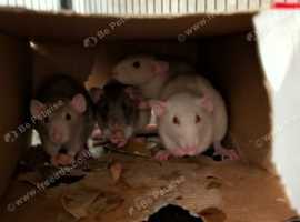 4 female rats