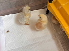 Day old unsexed Peking Bantams